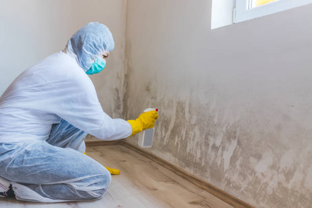 Licensed Commercial Mold Remediation service in Portsmouth, VA - WQB Mold Removal